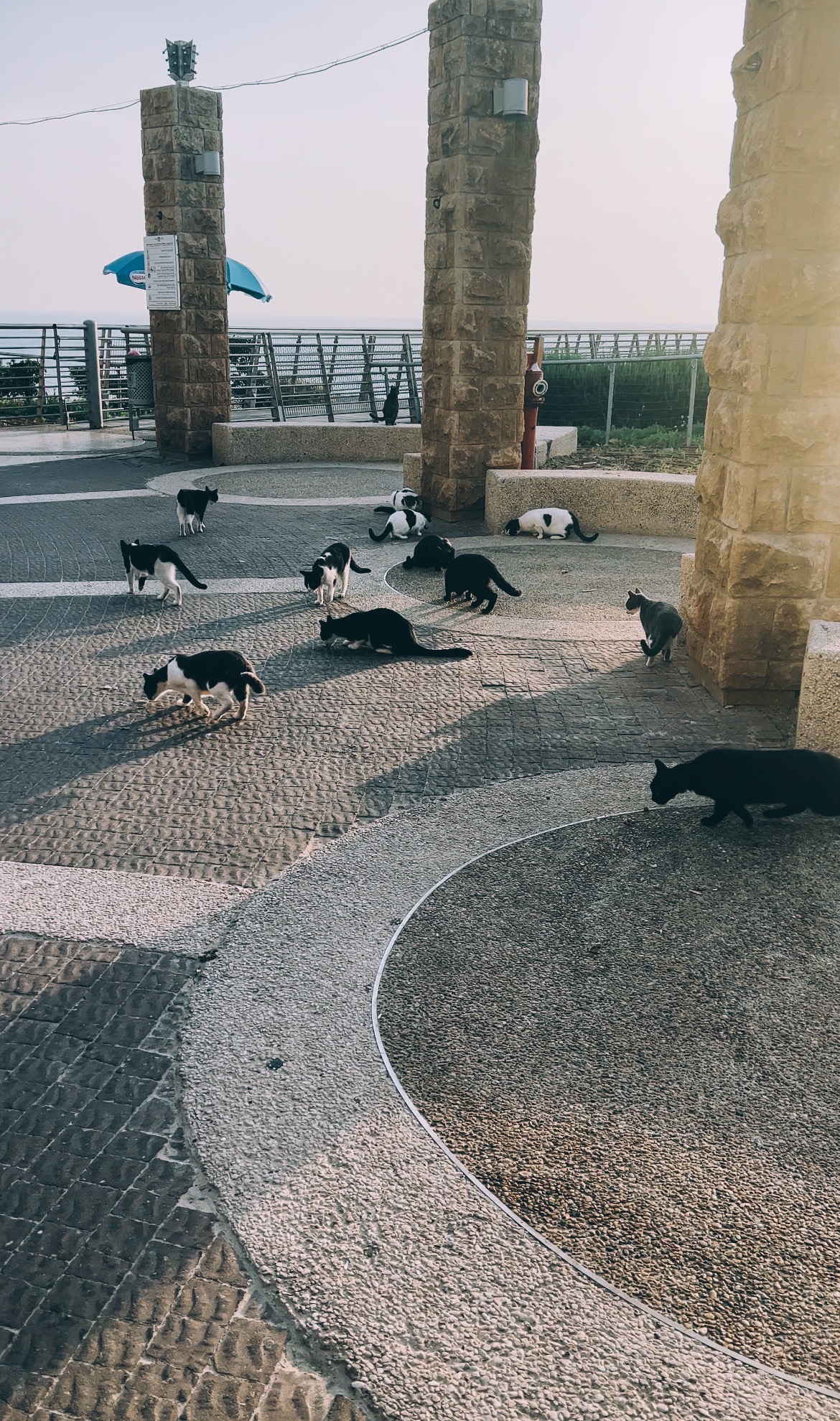 Many cats on cobblestone street.